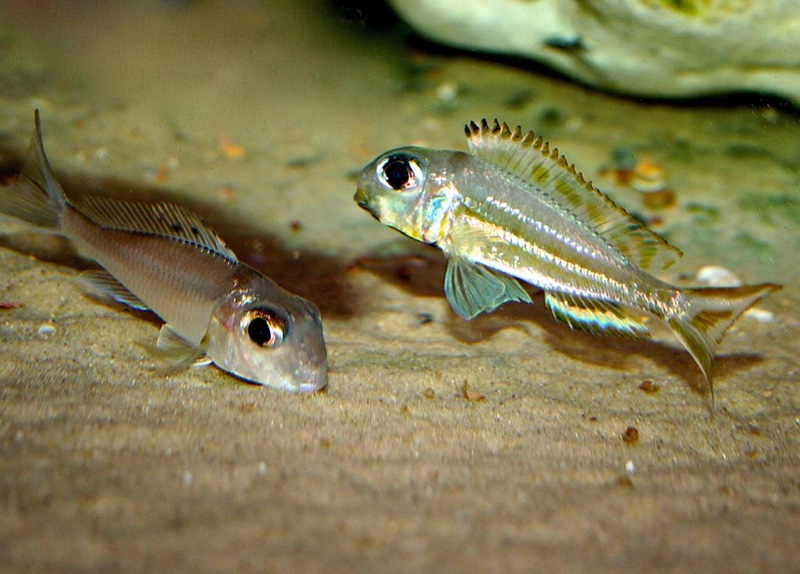 Xenotilapia ornatipinnis 'Burundi'